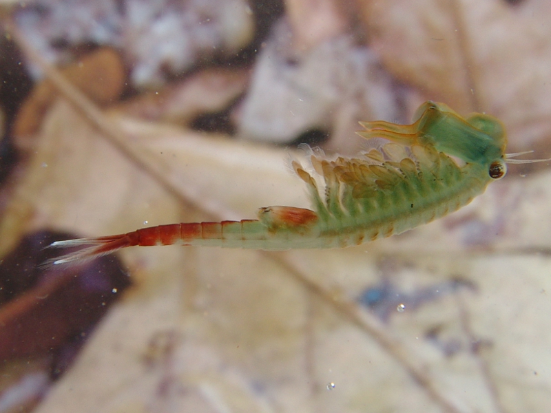 Fairy shrimp (Eubranchipus vernalis). Fairy shrimp (Eubranchipus vernalis). Credit: Jack Ray